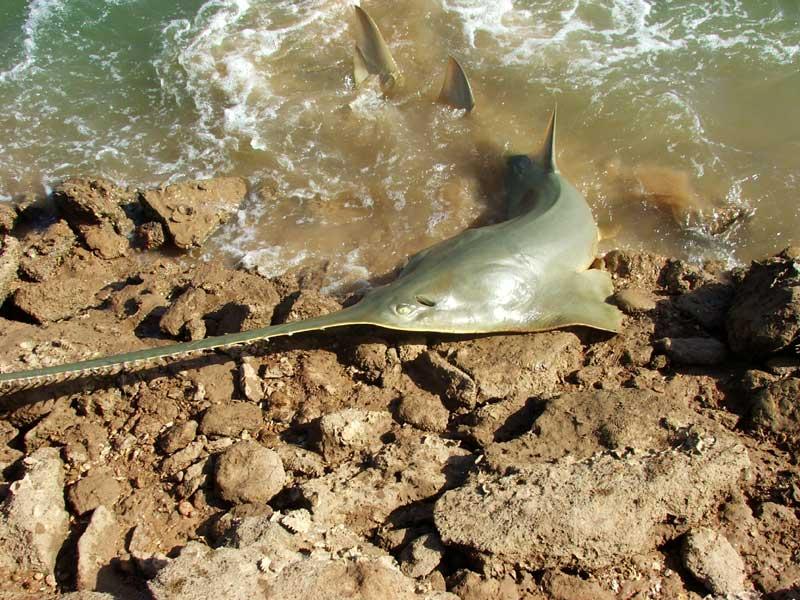 Sawfish - This huge Sawfish was caught inadvertently while fishing for other species in January 2005 in Port Hedland, Western Australia. The fish was returned to the water unharmed. -SportfishWorld © Copyright 2003 All rights reserved