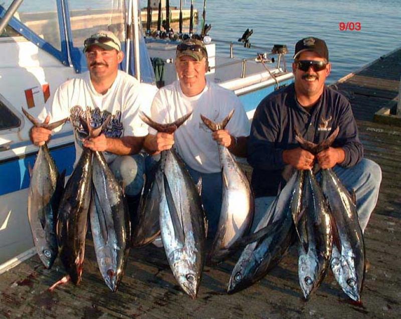 Albacore - These Albacore were caught on a  inchsix-pack inch fishing charter out of San Francisco with Capt. Steve Talmadge of Flash Fishing. Contact Capt Steve @ www.flashfishing.net  -SportfishWorld © Copyright 2003 All rights reserved