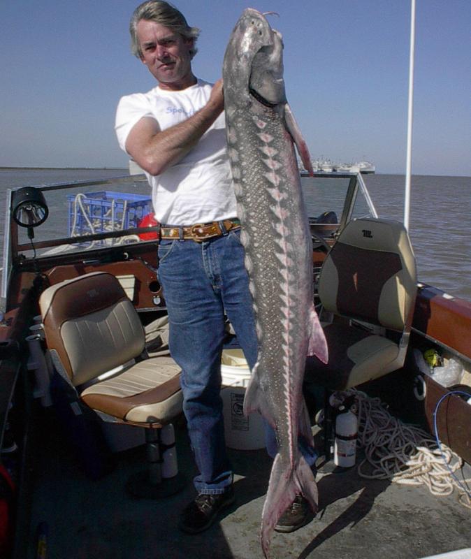 Sturgeon - Bob Fisher with a 65lb Sturgeon that was caught on 20lb line using live grass shrimp for bait fishing at the 'MothBall' Fleet in Suisun Bay, California. Shimano TLD 10 lever drag and Ugly Stik 6'6 inch Intercoastal. Photo by Tim McDaniel. -SportfishWorld © Copyright 2003 All rights reserved