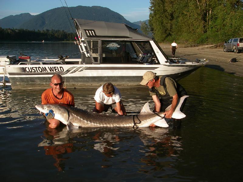 Sturgeon - Silversides Fishing Adventures, providing experienced guided fishing (since 1996) for Salmon, Sturgeon, Trout and Steelhead on the Fraser river and its tributaries in the greater Vancouver area as well as world class fly-fishing for big Bull Trout on rivers and Rainbow trout fly fishing in remote wilderness lakes near Vancouver, BC.
http://www.silversidesfishing.ca -SportfishWorld © Copyright 2003 All rights reserved